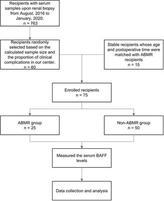 Serum Soluble B Cell-Activating Factor Is a Non-Invasive Biomarker of Antibody-Mediated Rejection in Kidney Allograft With Satisfactory Risk Stratification Performance But Negligible Diagnostic Value